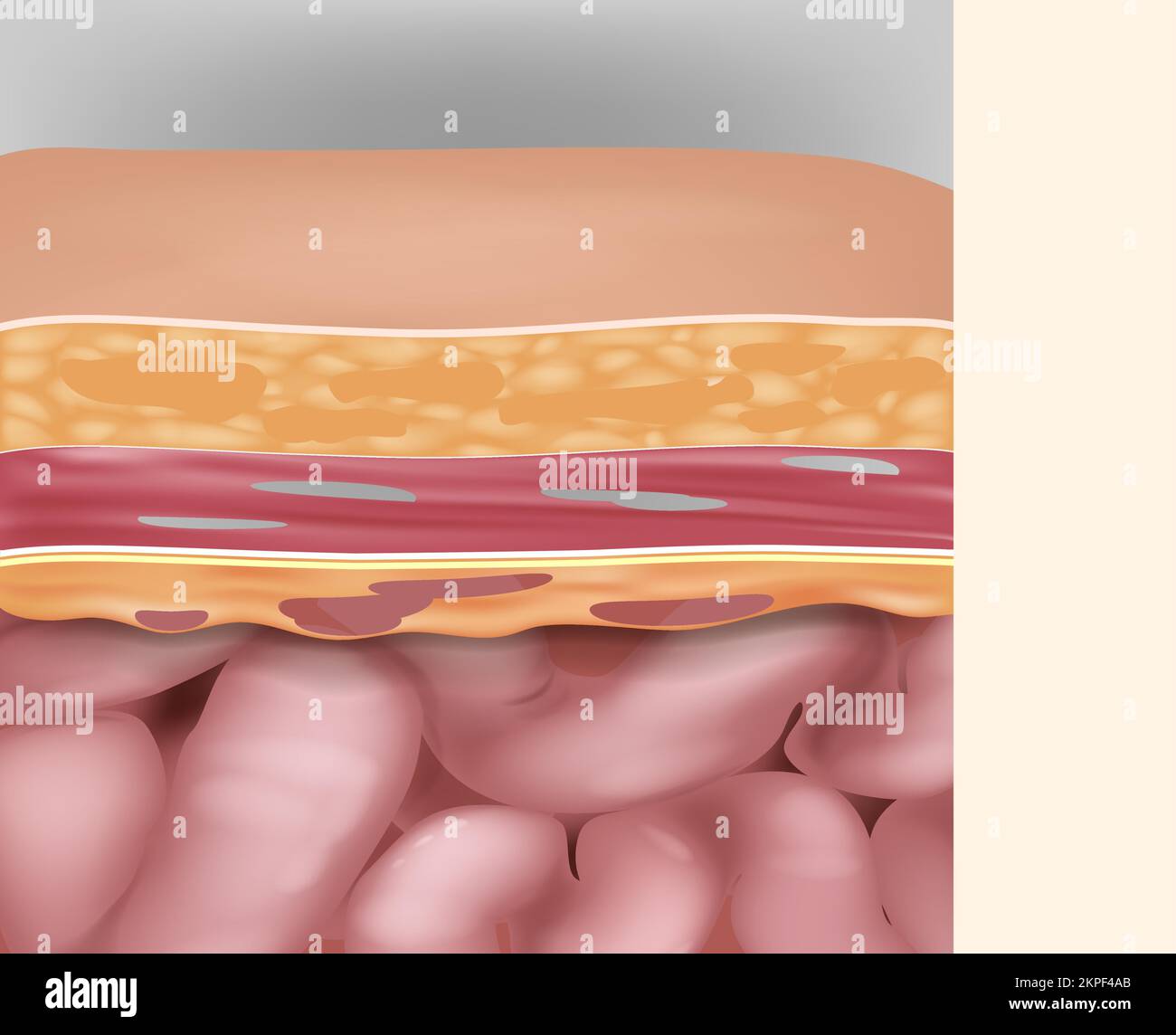 Anatomia della sezione trasversale della parete addominale. Strati della parete addominale Illustrazione Vettoriale