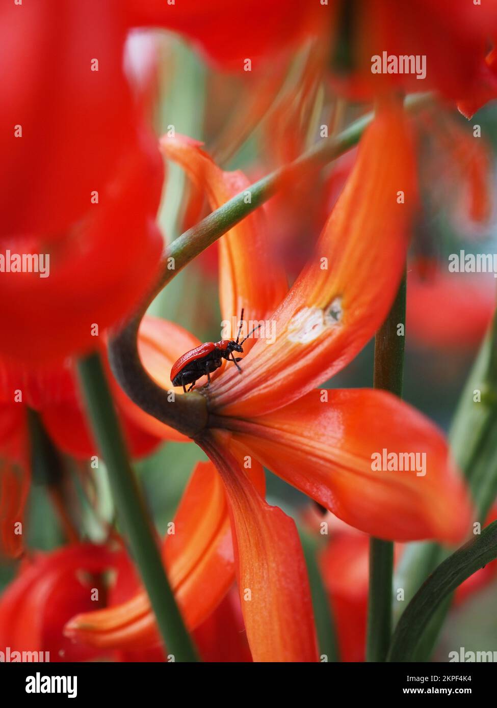 Scarlatto di giglio su un pumilum di Lilium Foto Stock