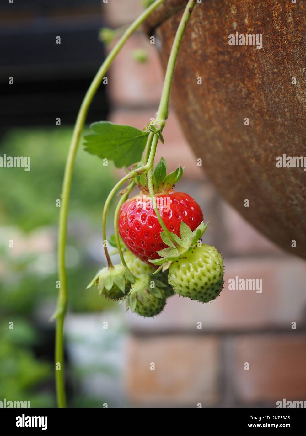 Maturare le fragole che crescono in un cesto sospeso Foto Stock