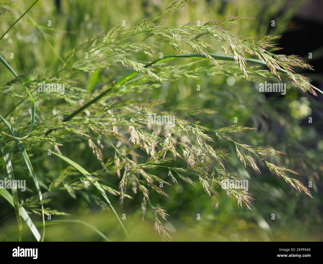 Primo piano delle teste di fiori di recente apertura di Calamagrostis x acutiflora 'Karl Foerster' erba al sole (erba di piume) Foto Stock