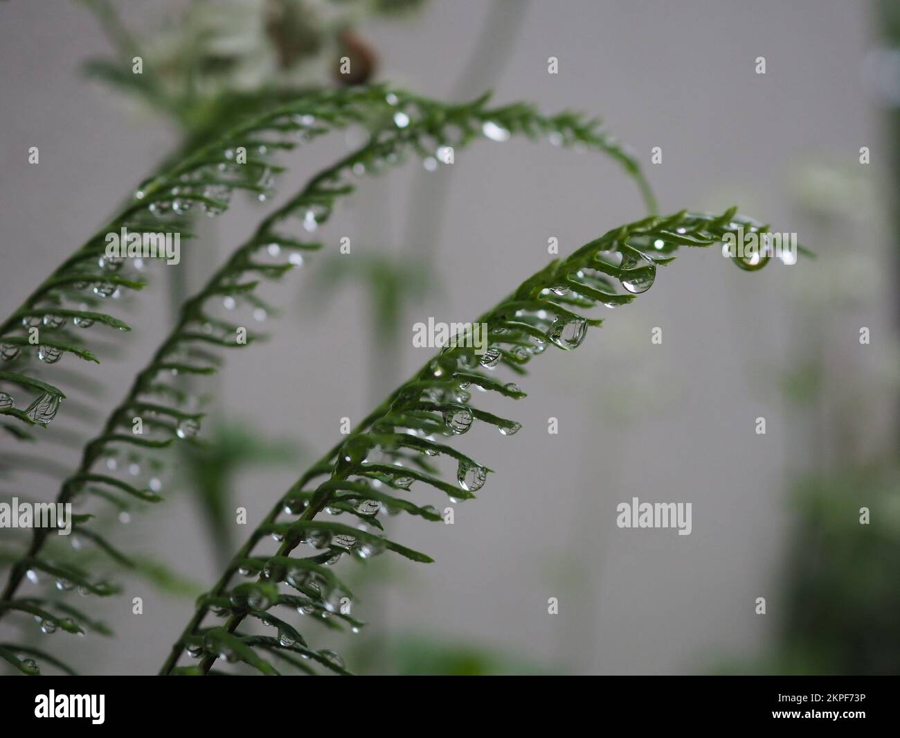 Gocce di pioggia appese ai fronds fertili di Spicant di Blechnum (felce dure) Foto Stock