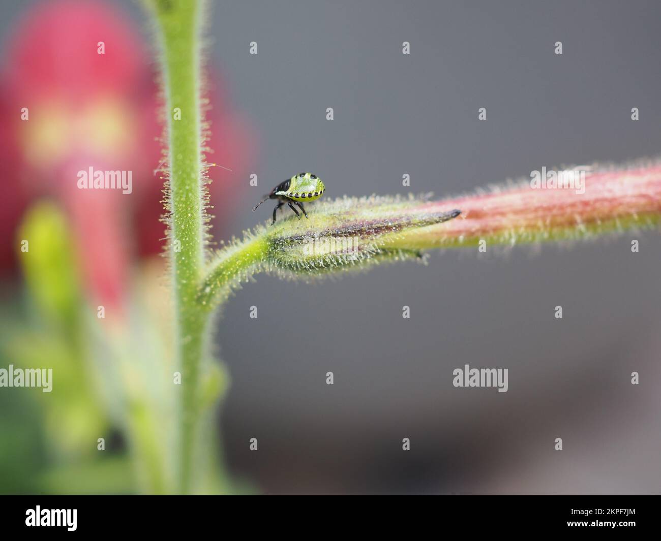 Primo piano di comune scudo verde bug (Palomino prasina) 2nd instar ninfa su un gambo di fiore Foto Stock