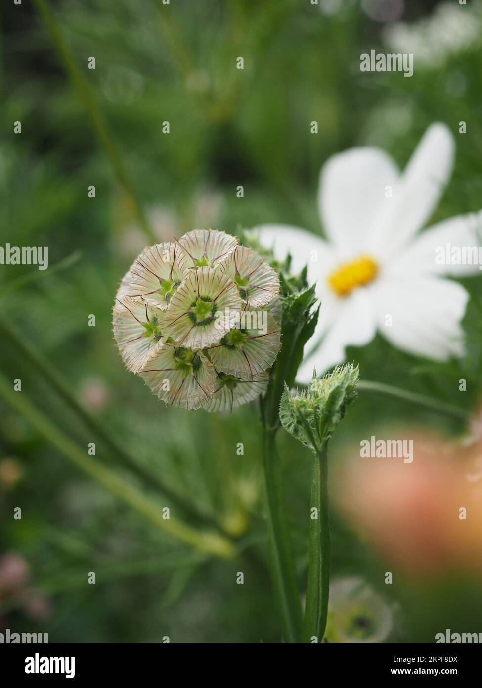 Primo piano di una testa di semi Scabiosa stellata 'Sternkugel' sulla pianta (drumstick fiore sciabico essiccato) Foto Stock