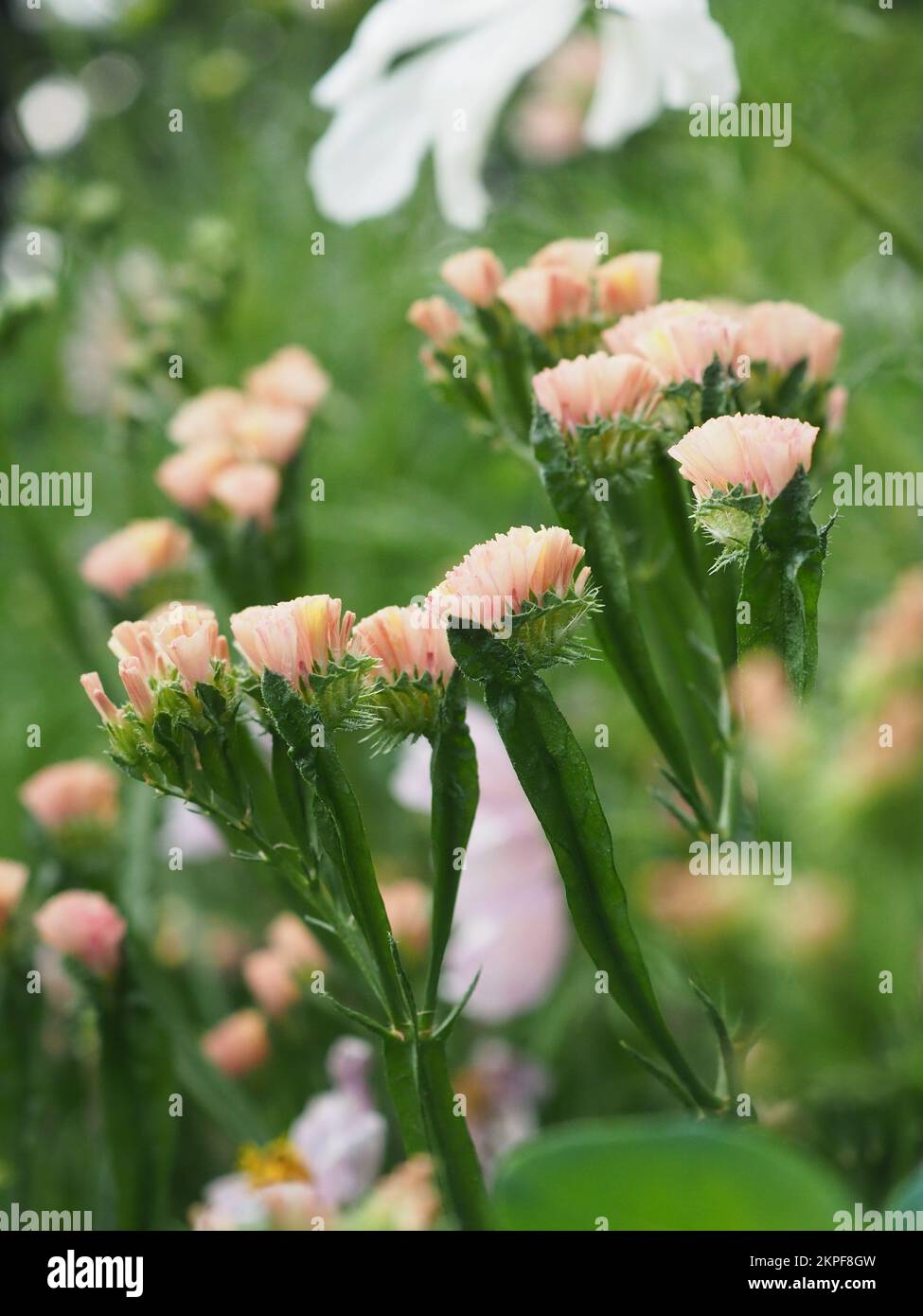 Primo piano di limonium sinuatum 'QIS Apricot' fiori (albicocca statice) Foto Stock