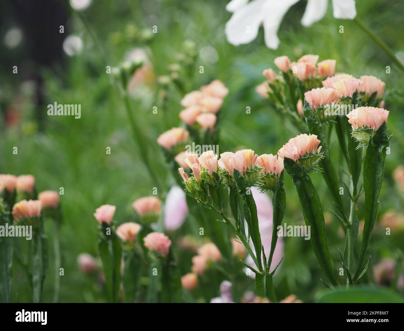 Primo piano di limonium sinuatum 'QIS Apricot' fiori (albicocca statice) Foto Stock