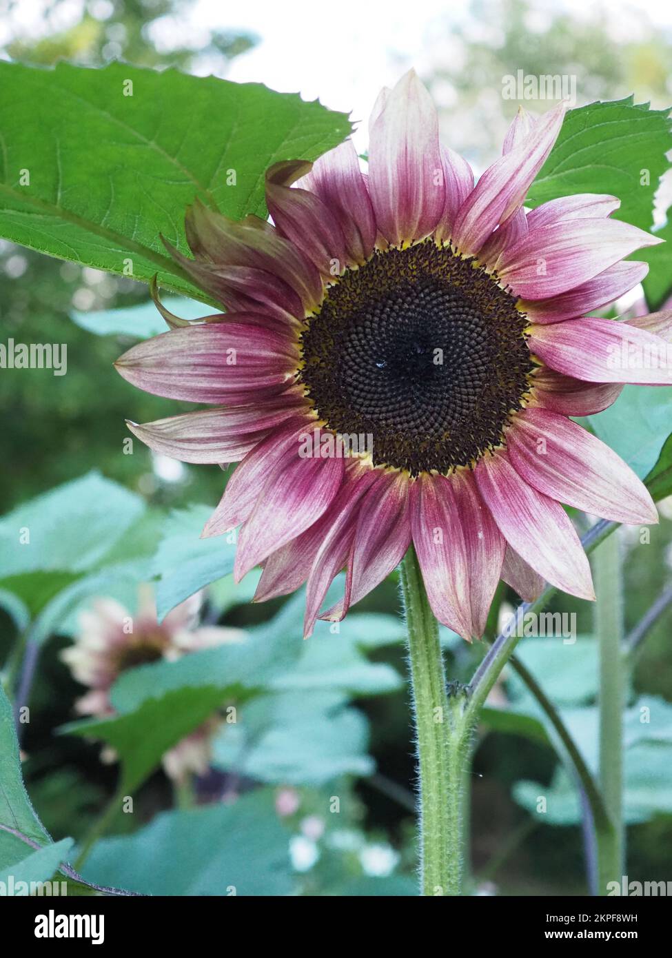 Primo piano rivolto verso l'alto di Helianthus annuus 'ProCut Plum' F1 girasole Foto Stock