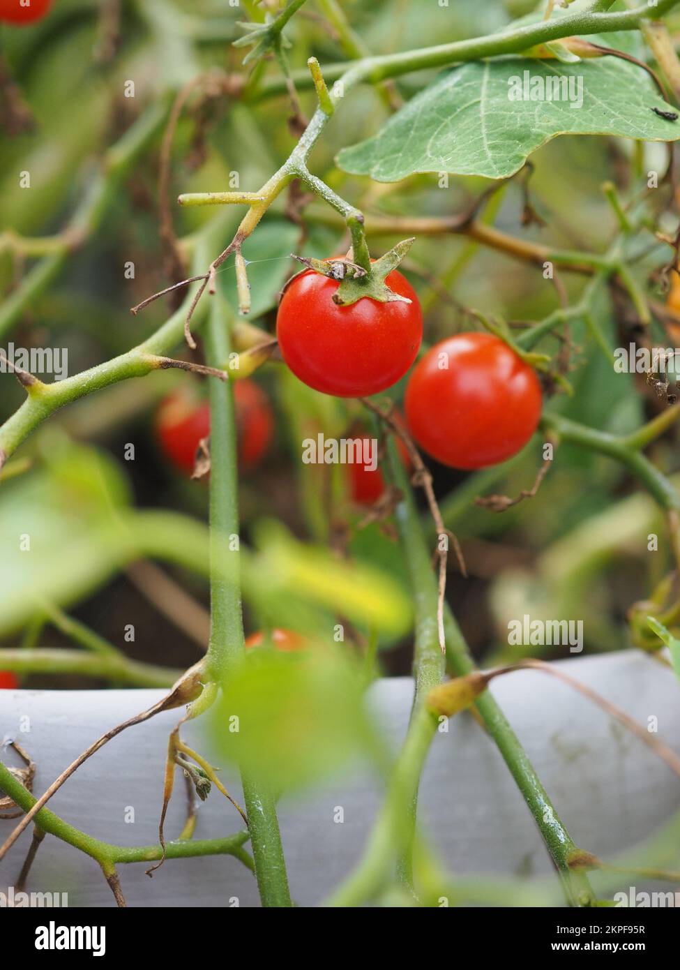 Primo piano di pomodoro 'Micro Cherry' che cresce sulla pianta Foto Stock