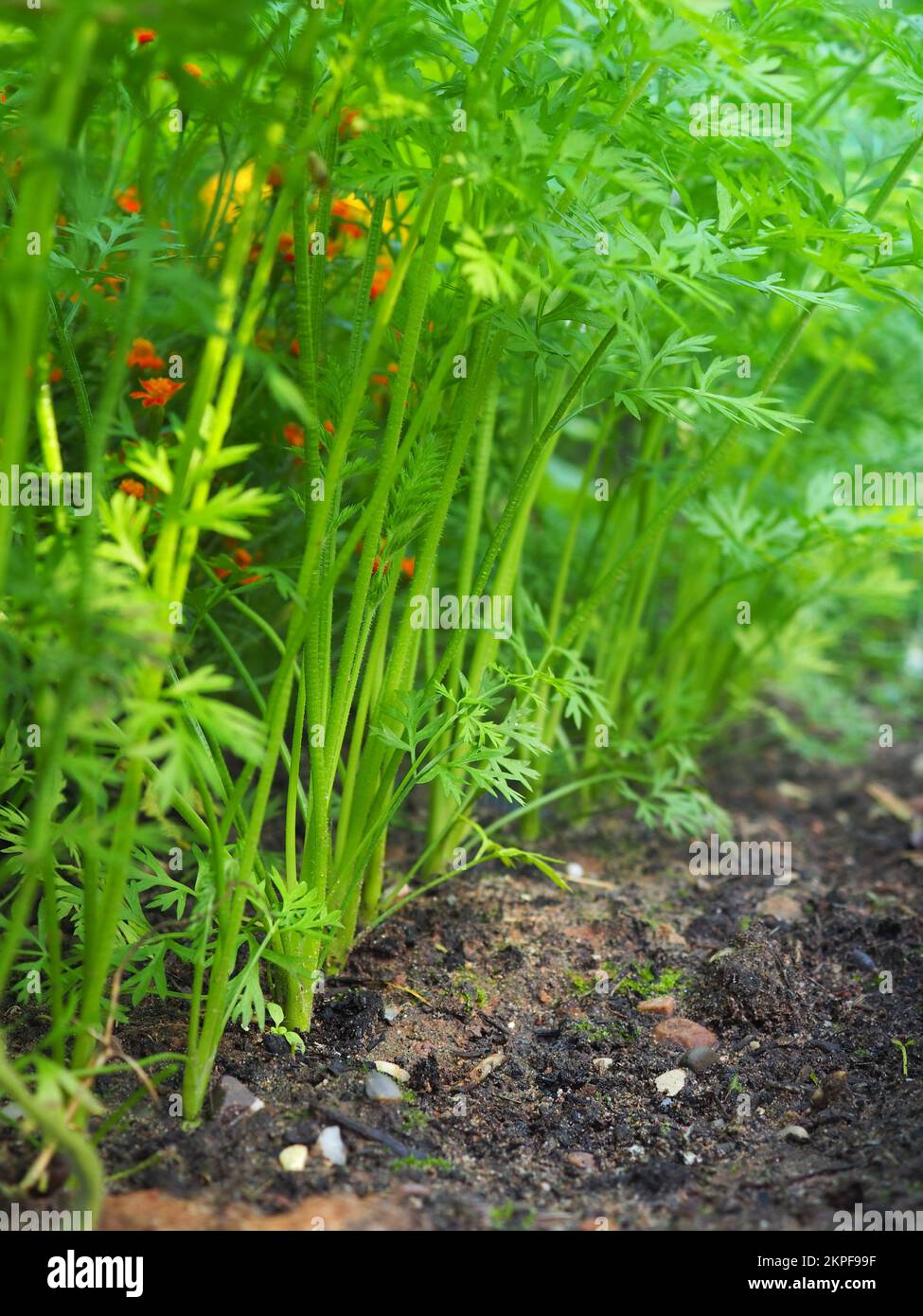 Piante di carota che crescono in linea retta Foto Stock