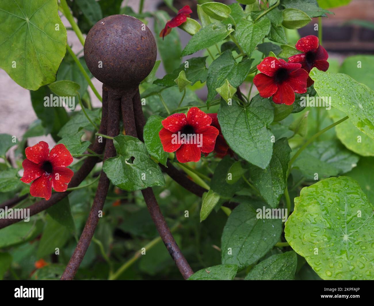 Primo piano dei fiori di Thunbergia alata 'Sunny Susie Brownie' su supporto in metallo arrugginito Foto Stock