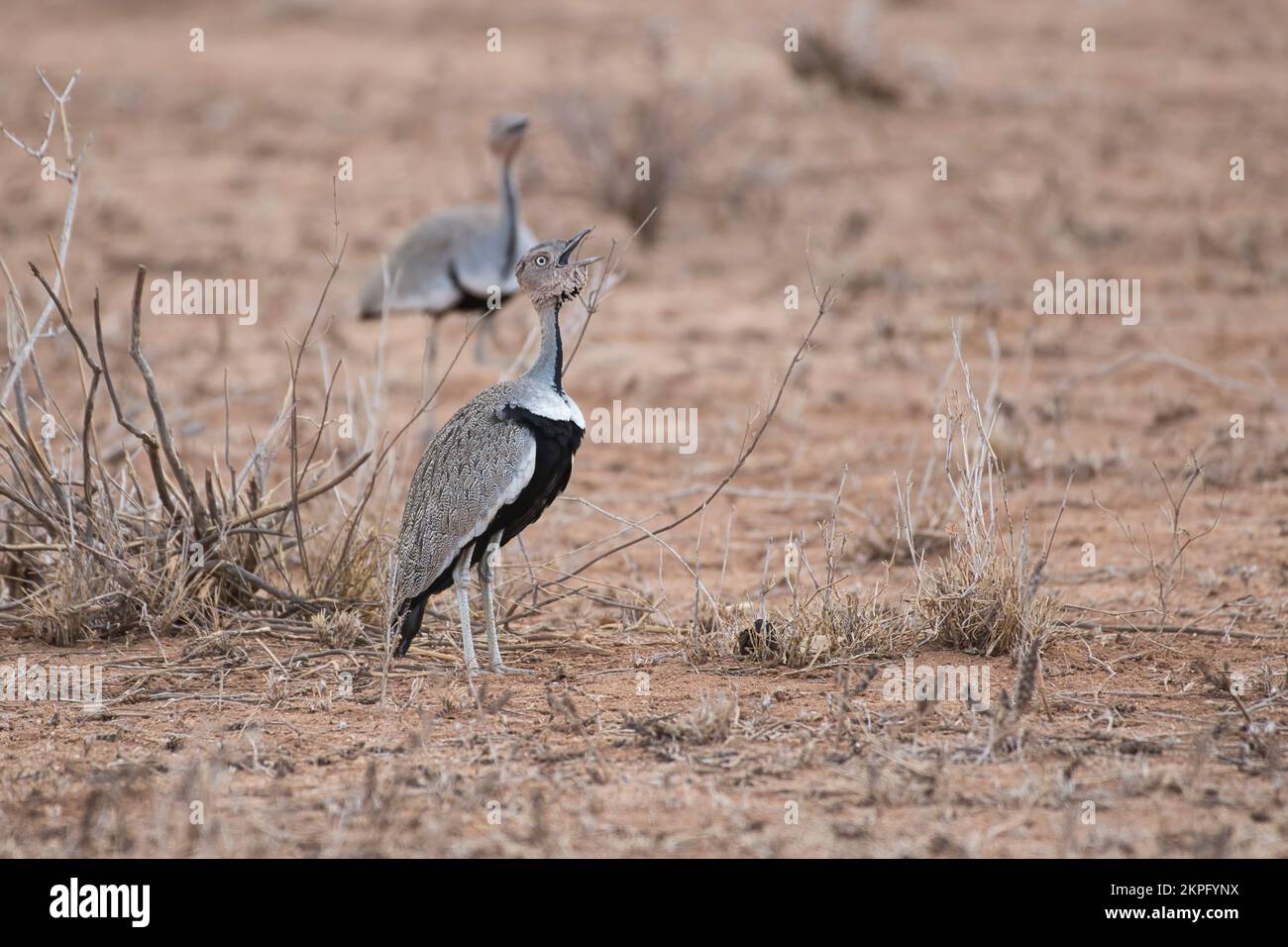 Busto crestato (Eupodotis gindiana), due maschi che chiamano Foto Stock