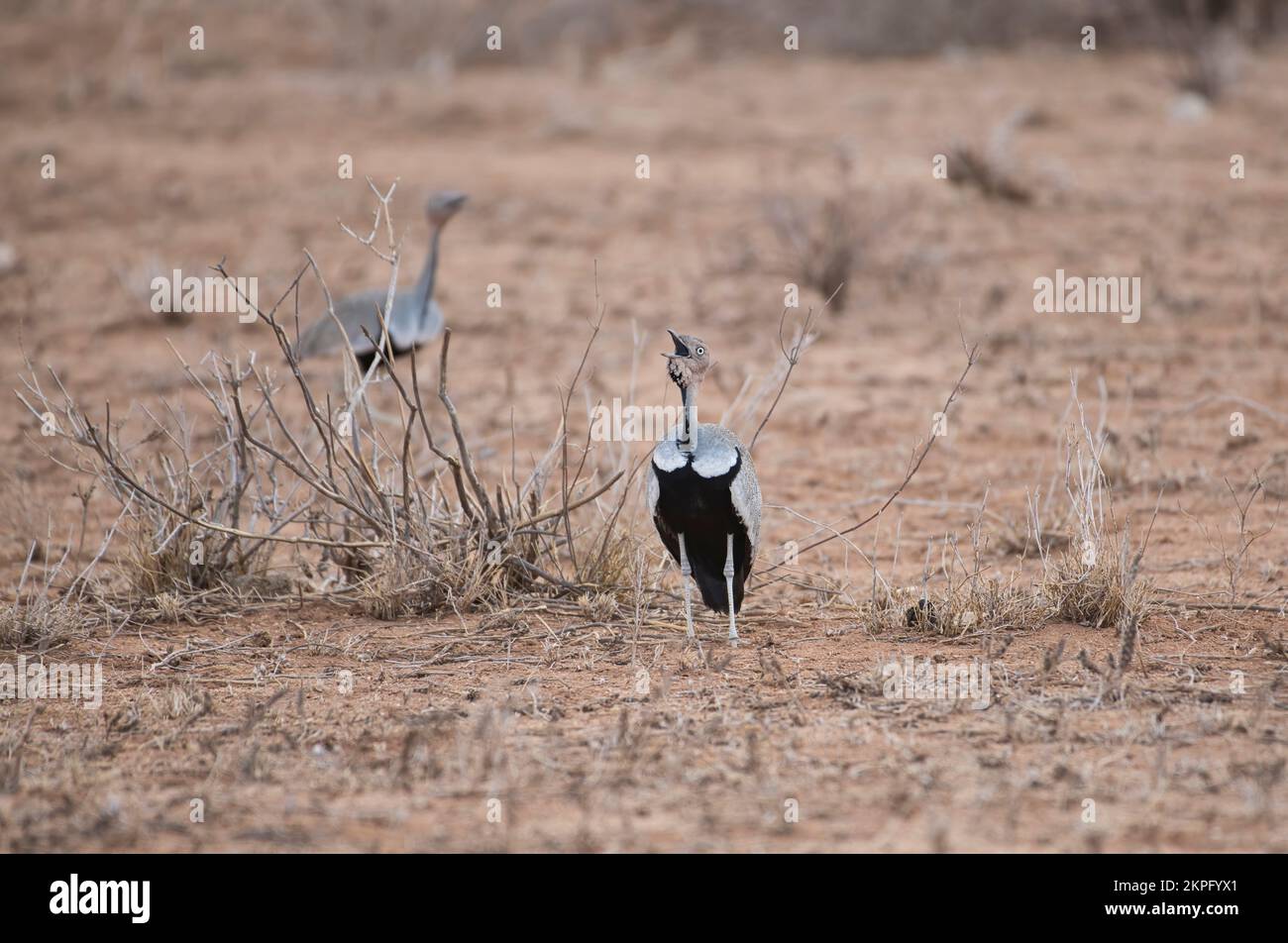 Busto crestato (Eupodotis gindiana), due maschi che chiamano Foto Stock