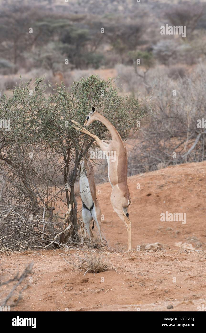 Gerenuk (Litocranius walleri) due femmine che si trovano sulle gambe posteriori per accedere ad alimenti inaccessibili ad altre specie di antilopi Foto Stock