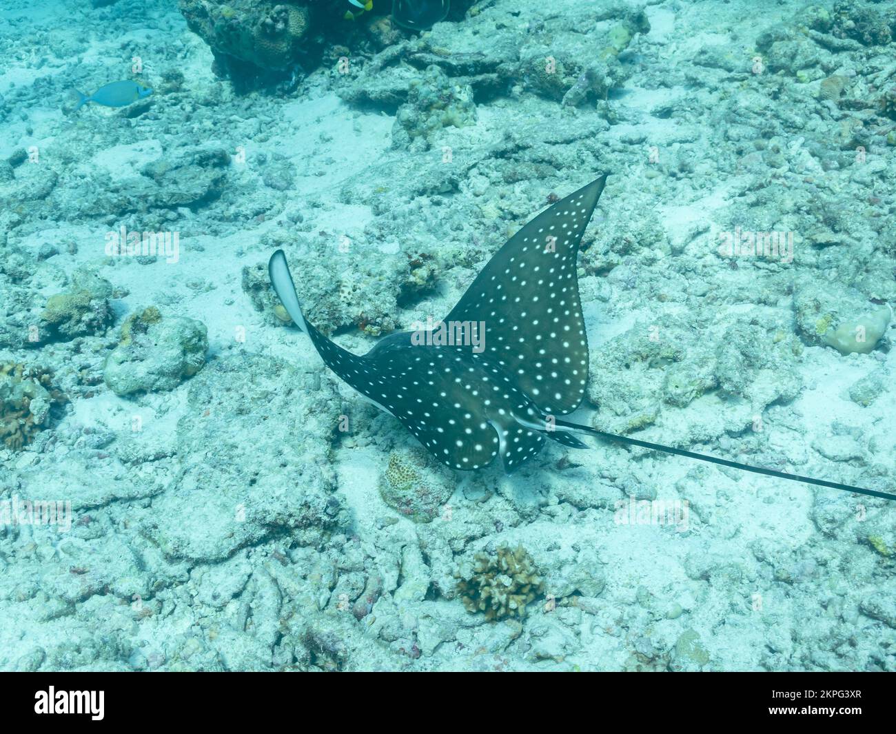 Whitespoted aquila raggio nelle profondità dell'oceano indiano, Maldive Foto Stock