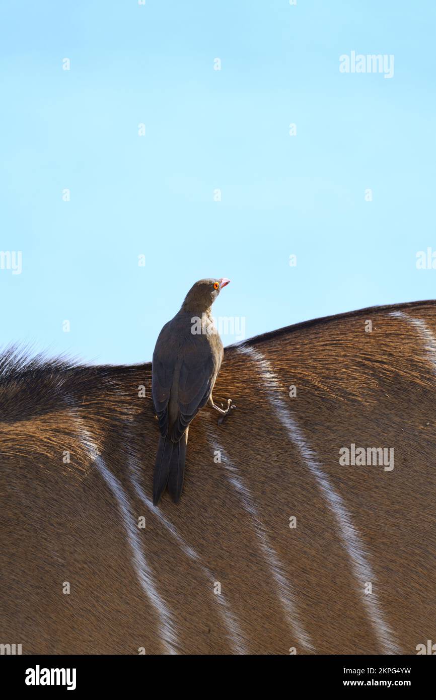 Oxpecker appollaiato sulla schiena di un Kudu. Vista laterale. Parco Nazionale di Chobe, Botswana, Africa Foto Stock