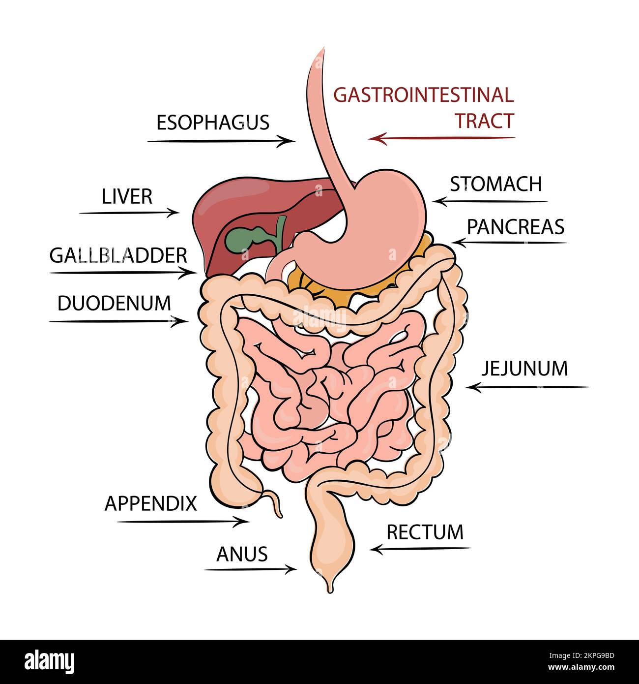 PANCREAS TRATTO GASTROINTESTINALE Schema didattico medico umano Medicina Istruzione Cartoon clip Art Vector Illustration Set for Print Illustrazione Vettoriale