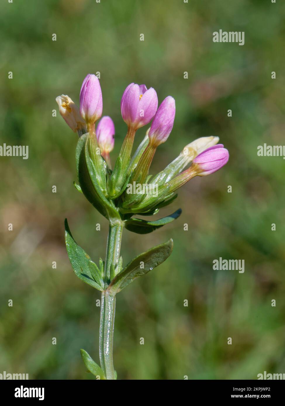 Gobbo minore o ramificato (Centaurium pulchellum) fiorito su praterie di Clifftop, Stackpole, Pembrokeshire, Galles, Regno Unito, Agosto. Foto Stock