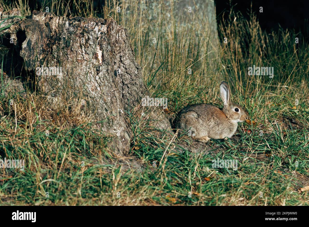 Coniglio selvatico coney in ambiente naturale, animali selvatici nel parco, fuoco selettivo Foto Stock