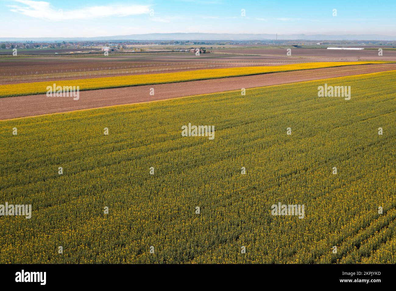 Fioritura del campo di colza dal drone pov, ripresa aerea della piantagione di colza Foto Stock