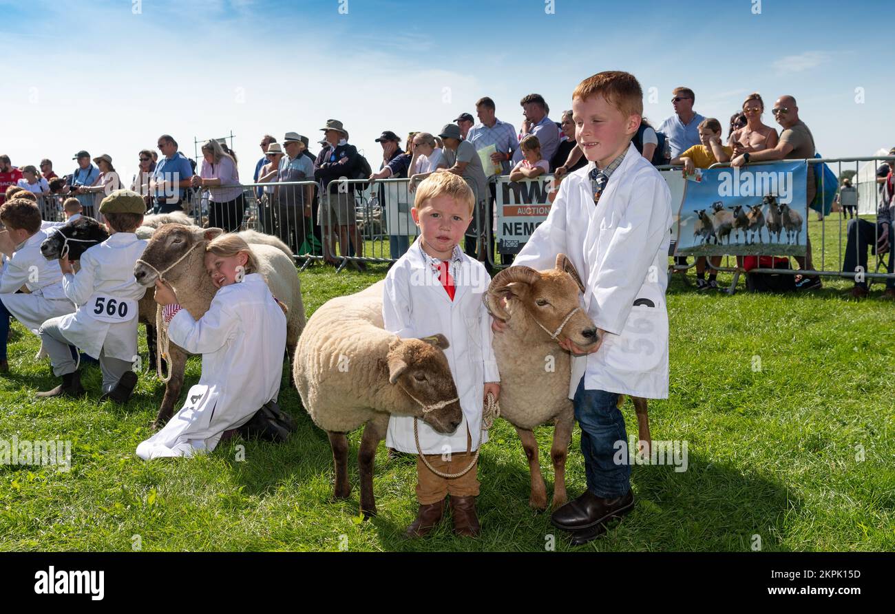 Mostra le pecore al Westmorland Show che si tiene vicino a Kendal in Cumbria nel mese di settembre. Foto Stock