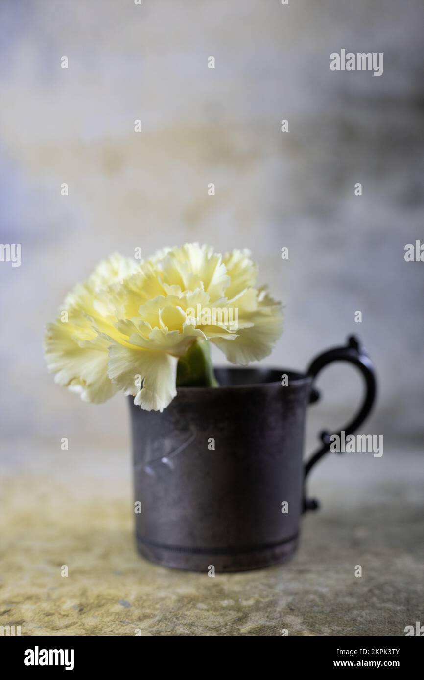 Fiore di garofano giallo in un'antica tazza d'argento intaccata. Foto Stock