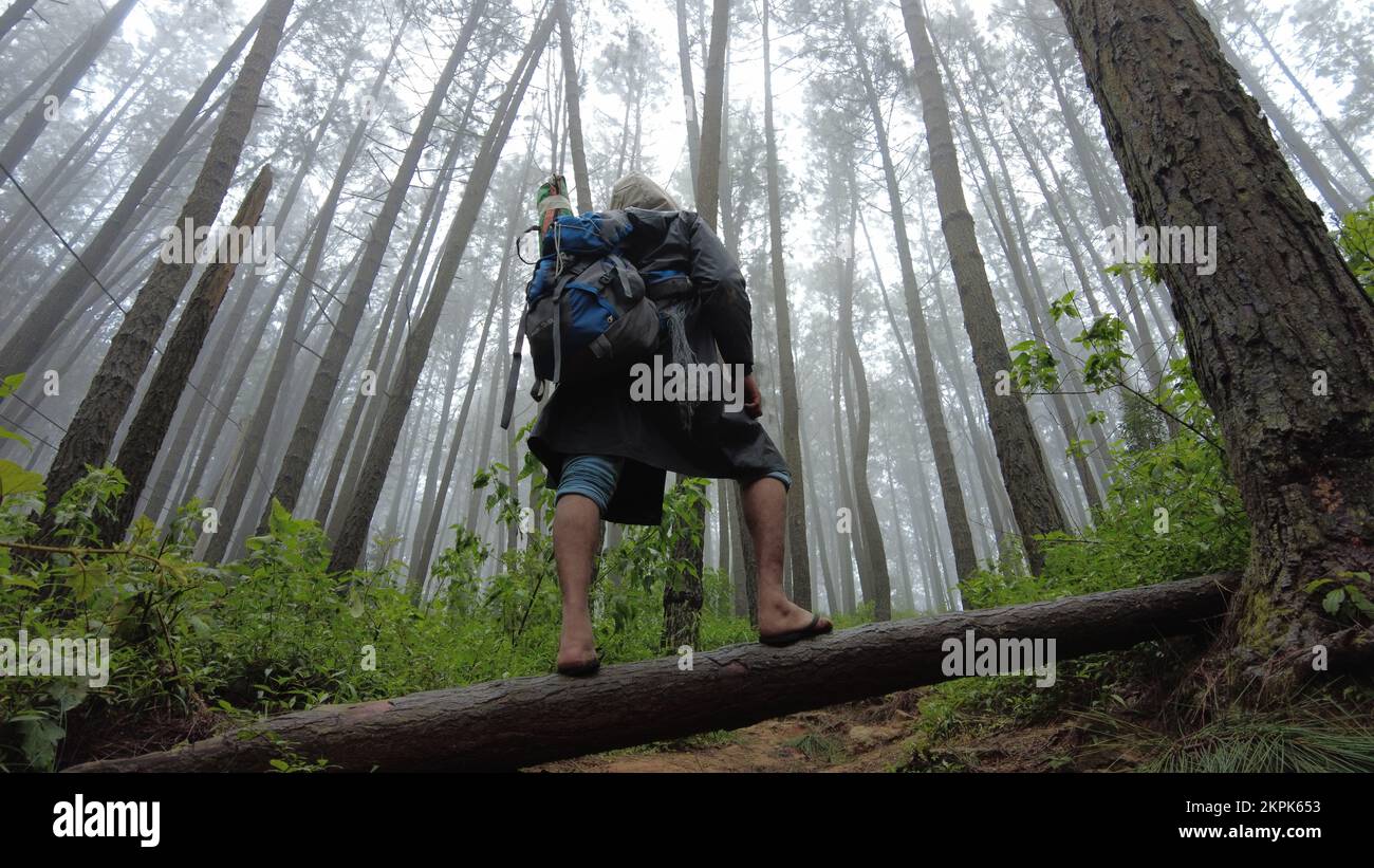 NEL SELVAGGIO Foto Stock