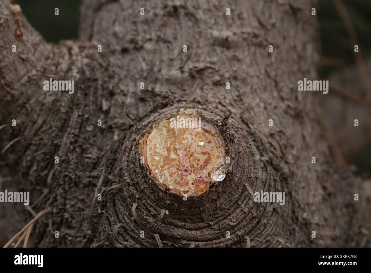 linfa dell'albero che esce dai rami tagliati di un pino. Concetto di ambiente e alberi. Foto Stock