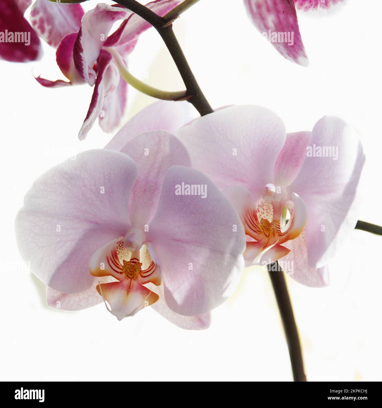 Fiori ad un'orchidea rosa di bellezza su uno sfondo bianco Foto Stock