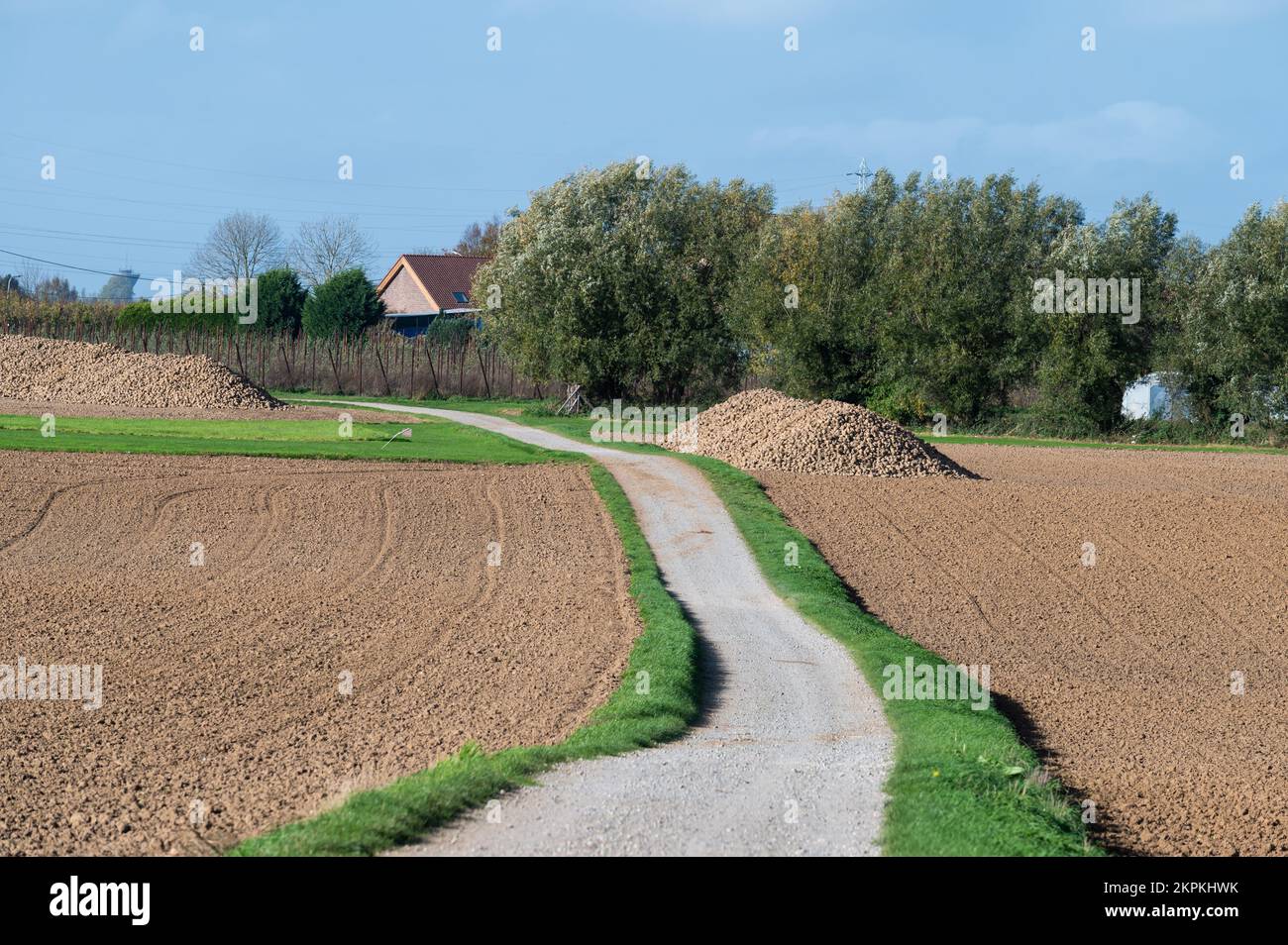 Percorso ciclabile attraverso campi agricoli con terreno marrone, colture verdi e cielo blu, Zellik, Fiandre, Belgio Foto Stock