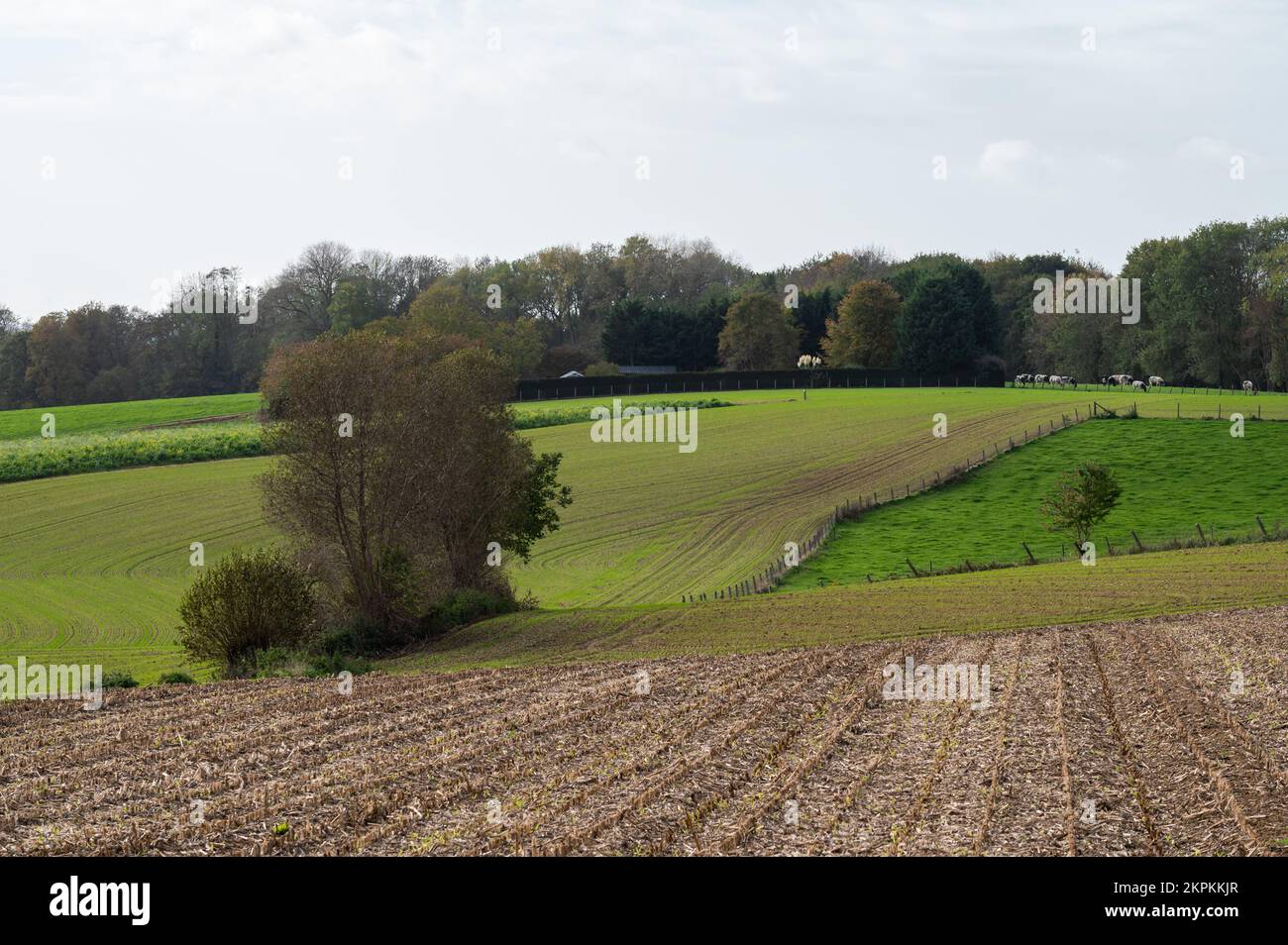 Verdi colline e prati nella campagna fiamminga in autunno, asse, Belgio Foto Stock