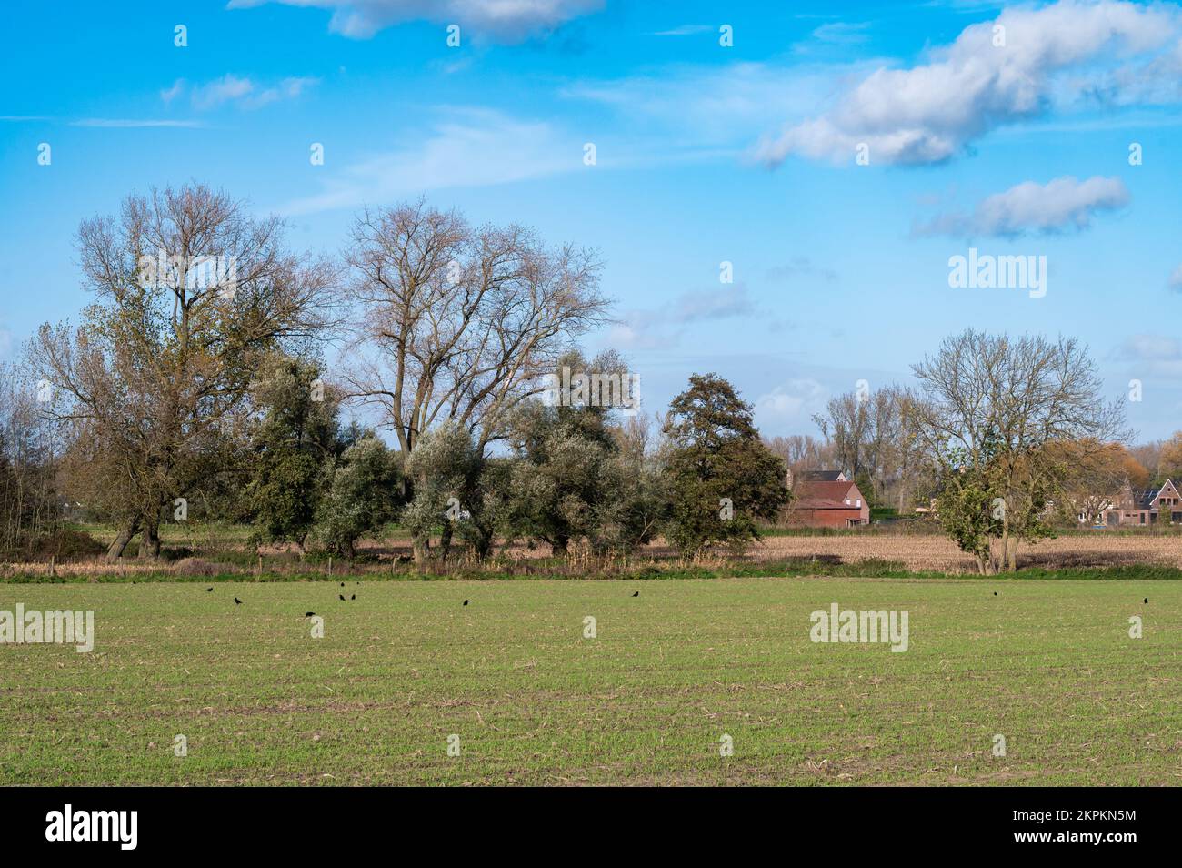 Prati verdi, terreni agricoli e case sul cielo blu intorno Aalst, Fiandre, Belgio Foto Stock