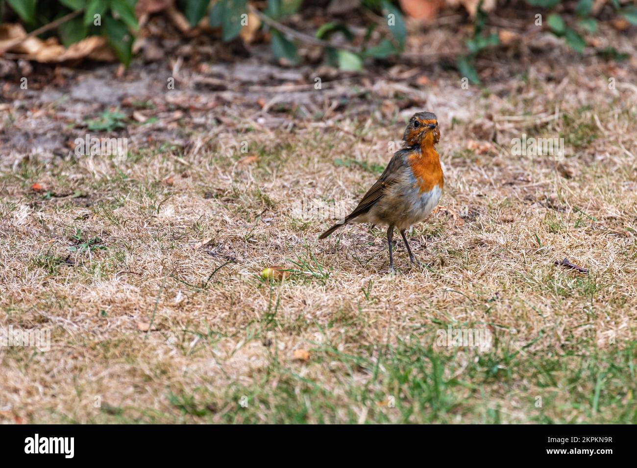Un brutto Robin in un giardino in Germania. Foto di alta qualità da un giovane Robin durante le nostre vacanze in Germania. Foto Stock