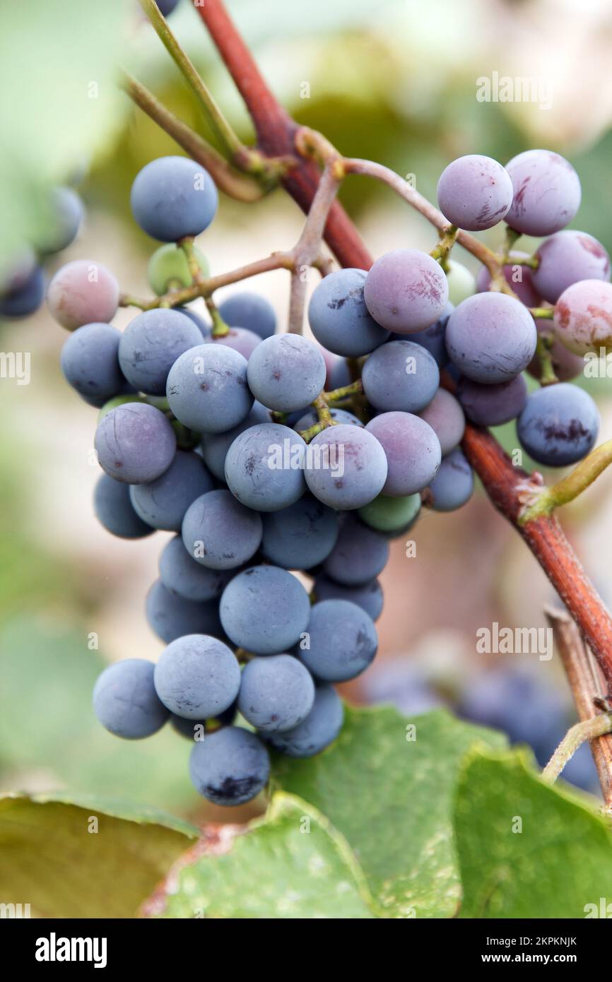 Un mazzo di uve rosse da tavola mature pende sulla vite, in attesa di essere strappato. Ottimo per il vino da tavola Foto Stock