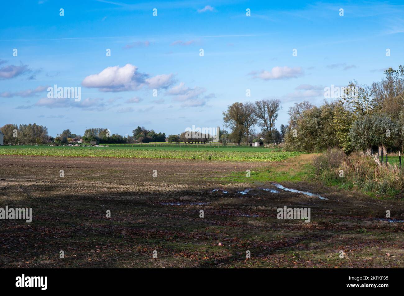 Campi agricoli sporchi e terreno con alberi e cielo blu nella campagna fiamminga vicino Aalst, Fiandre, Belgio Foto Stock