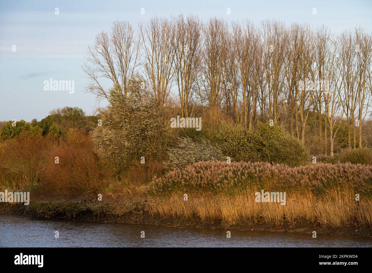 Colori autunnali dorati sulle rive del fiume Scheldt, Berlare, Fiandre, Belgio Foto Stock
