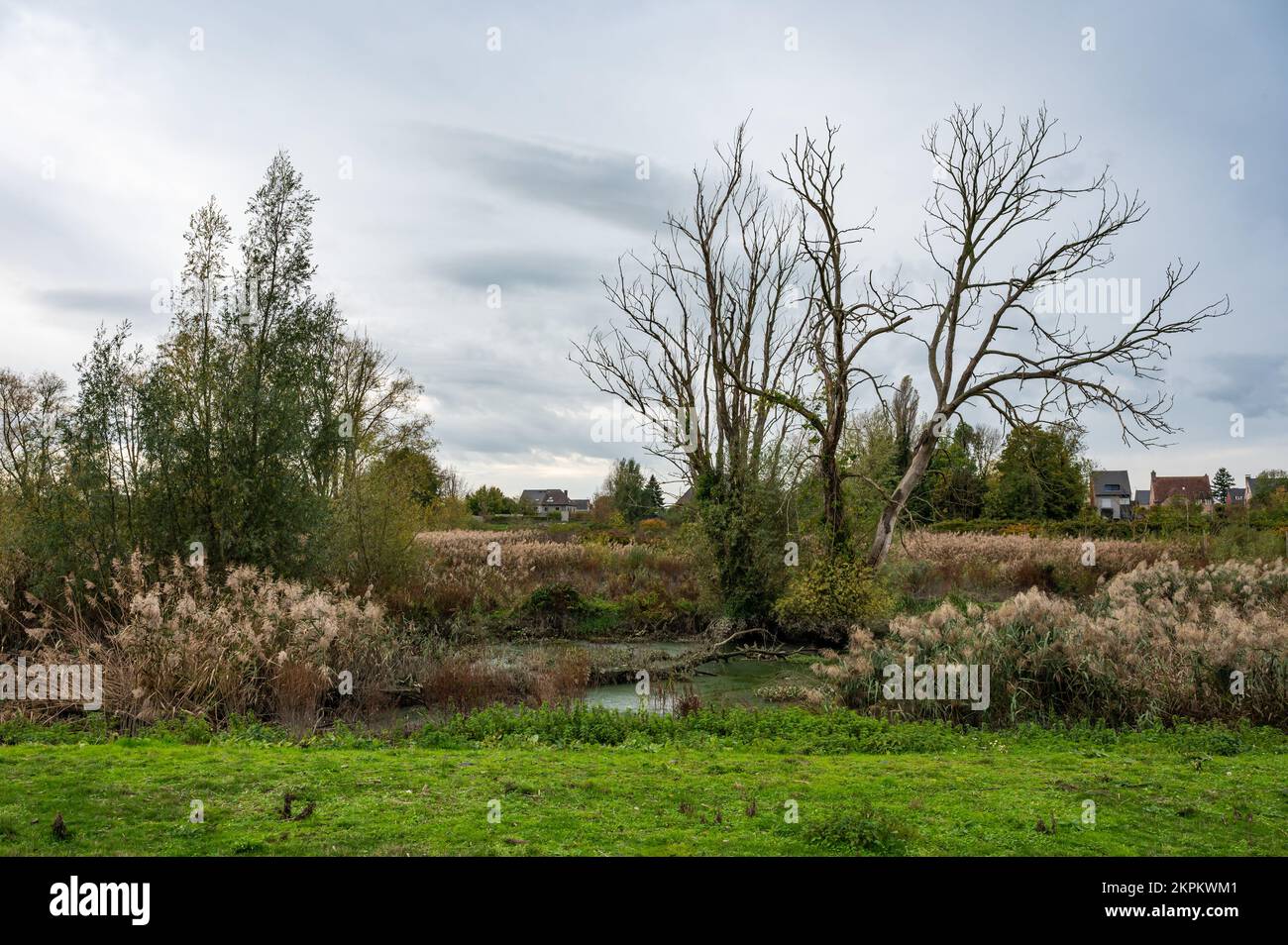 Riserva naturale con alberi autunnali nudi, vegetazione selvaggia ed erba, Berlare, Fiandre, Belgio Foto Stock