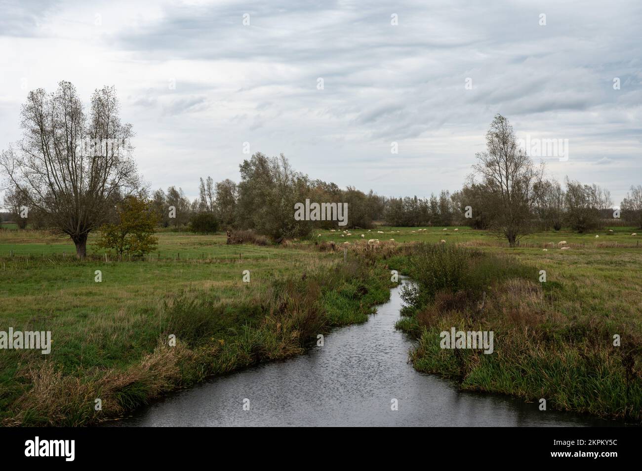 Palude e zona naturale di alluvione con un torrente del fiume Scheldt, Berlare, Fiandre, Belgio Foto Stock