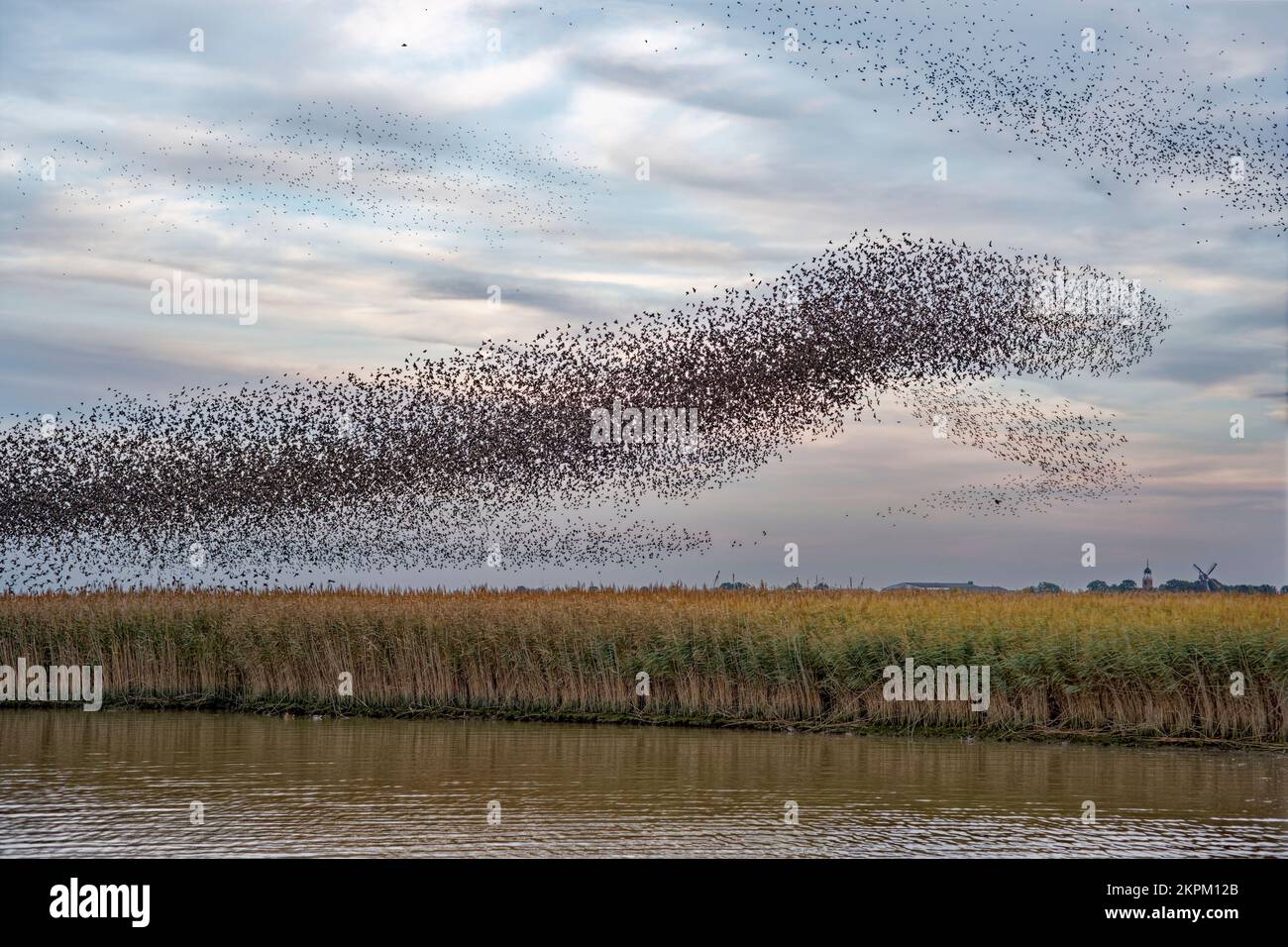 Murmurazione di un gregge di starlings su nastro di canna sul fiume EMS, Petkum, Frisia Orientale, bassa Sassonia, Germania Foto Stock