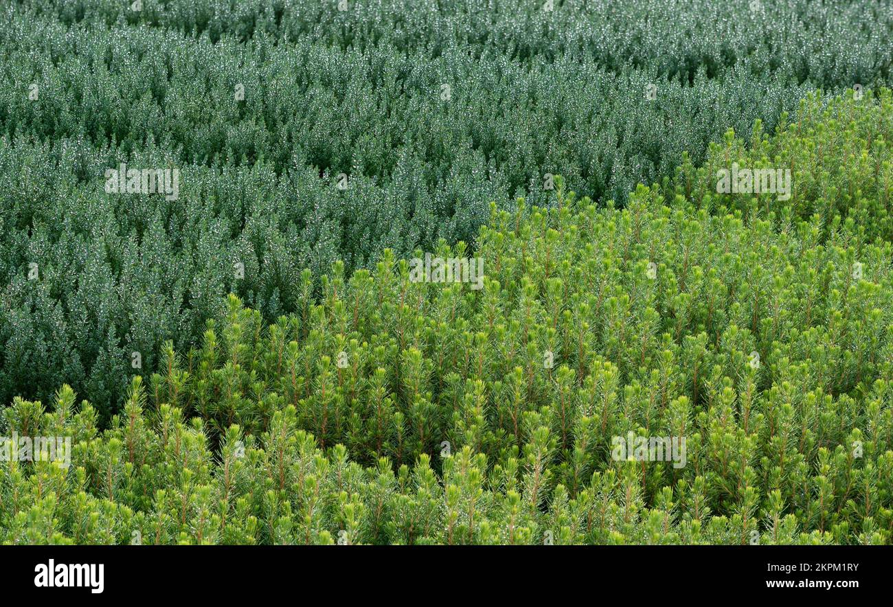 Primo piano della tessitura verde dei pini coltivati, Dendermonde, Fiandre, Belgio Foto Stock