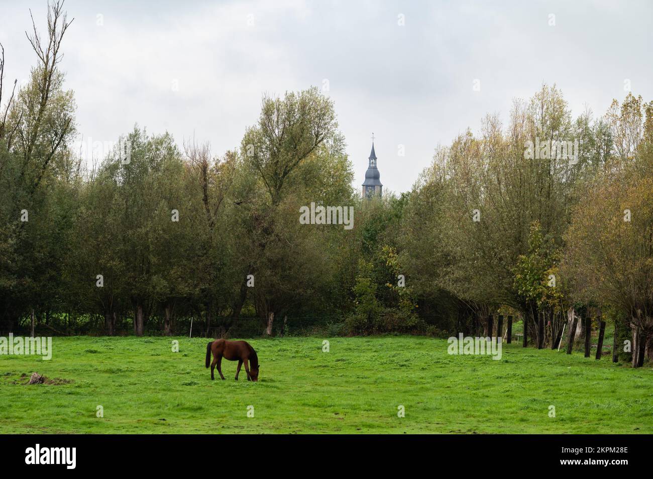 Pascolo di cavalli nei campi verdi intorno a Geizegem, Fiandre, Belgio Foto Stock