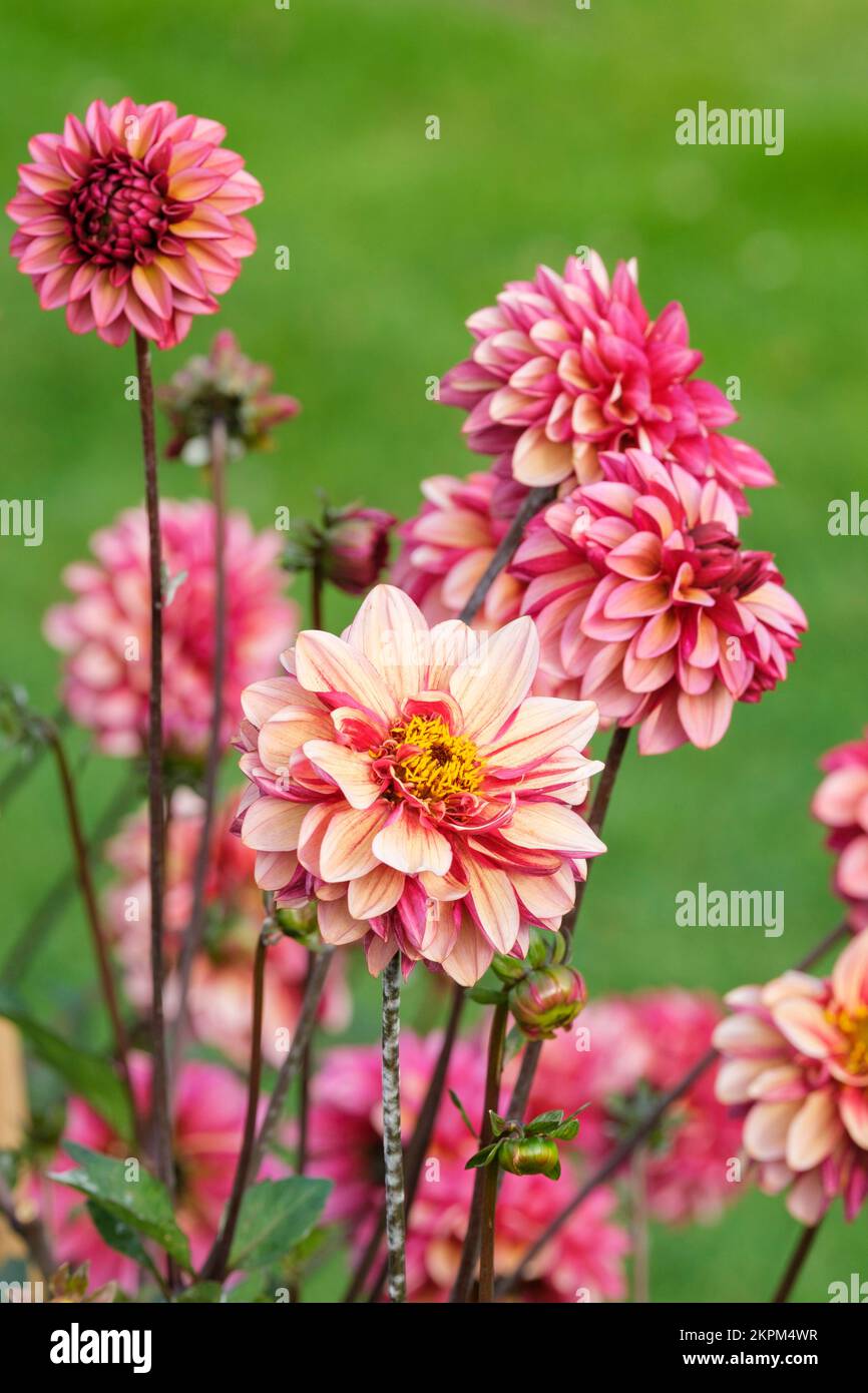 Dahlia 'Senior Hope', dahlia decorativa, sfumature di fiori rosa Foto Stock