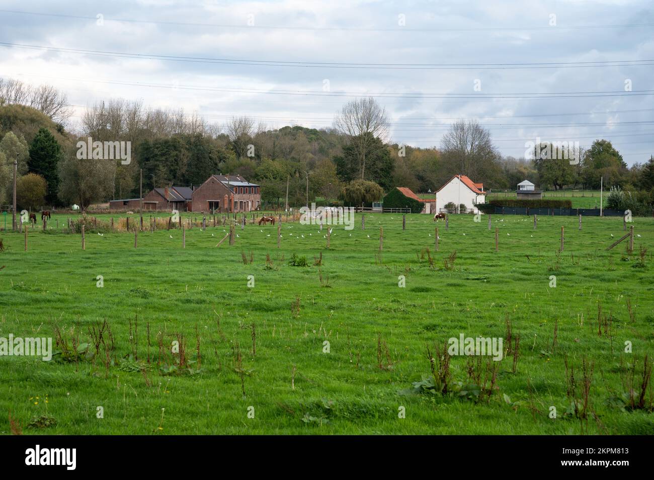 Campi verdi, cervi da pascolo e fattorie nella campagna fiamminga intorno a Dilbeek, Fiandre, Belgio Foto Stock