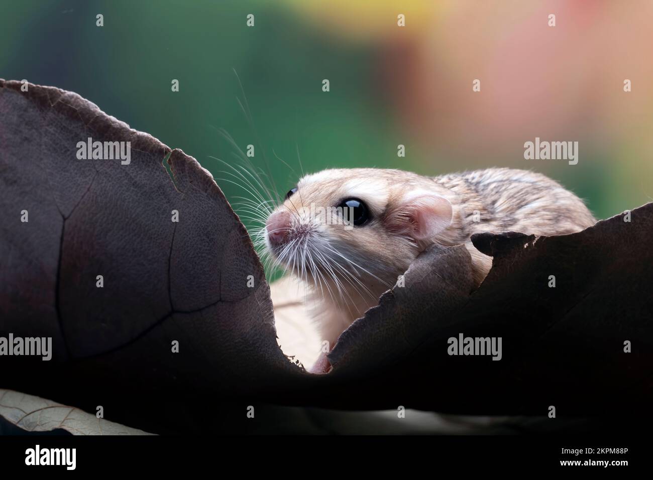 Primo piano di un gerbil su una foglia, Indonesia Foto Stock