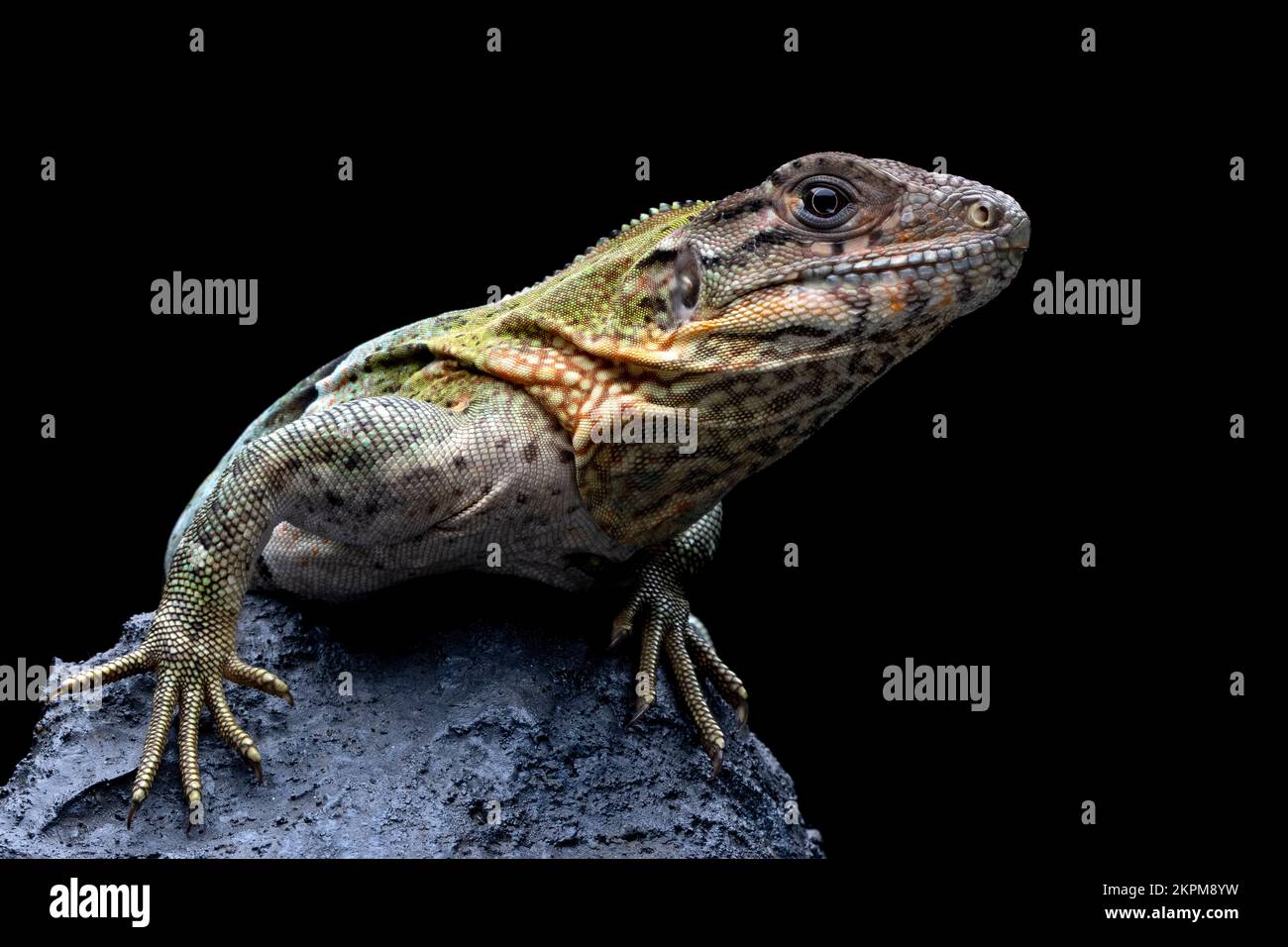 Primo piano di una iguana nera su una roccia, Indonesia Foto Stock