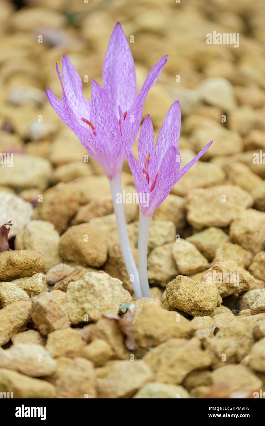 Colchicum x agrippinum, croco autunnale, perenne, rosa brillante, leggermente chiazzato, fiore a forma di crocus Foto Stock