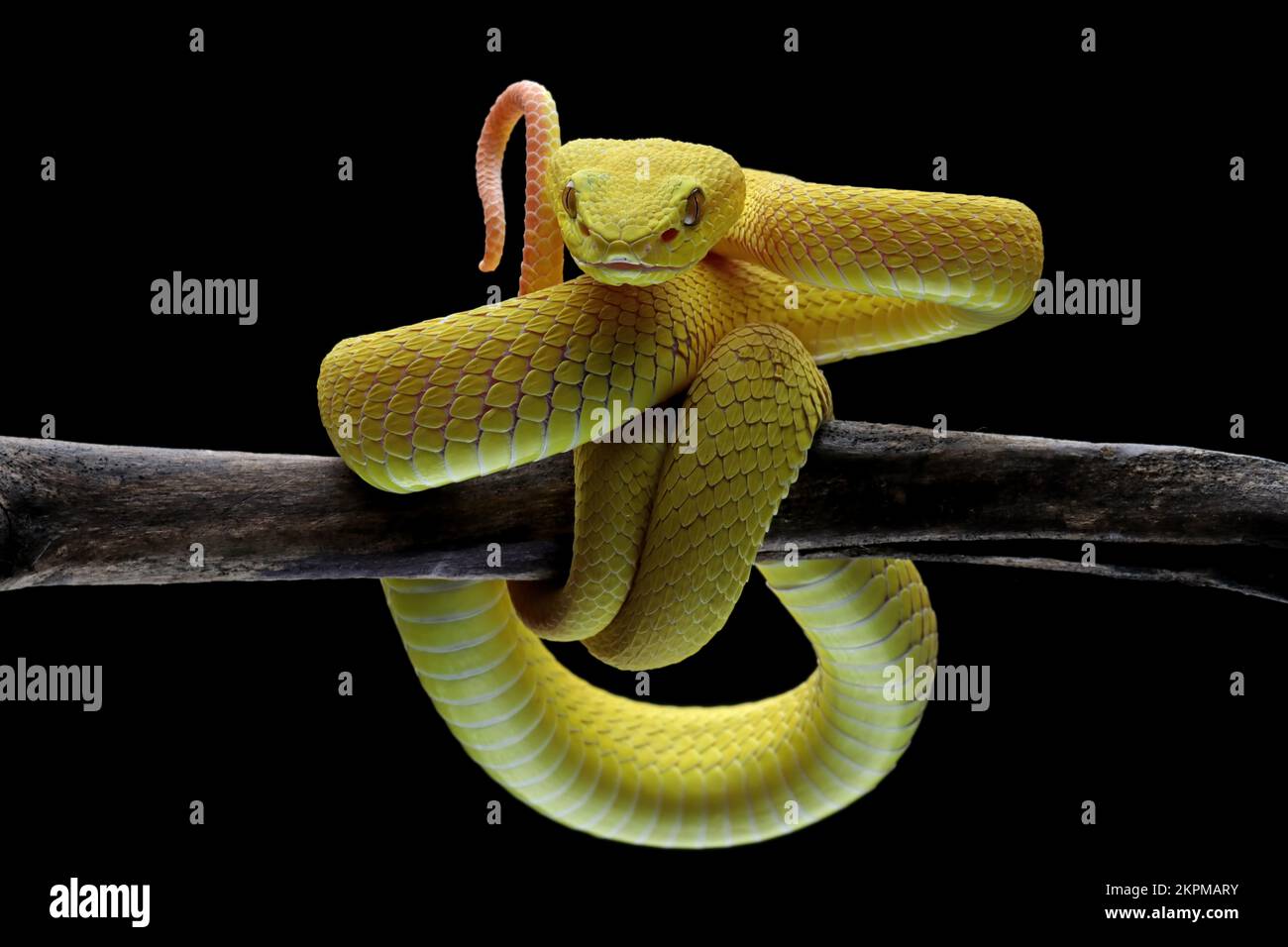 Giallo bianco-Lipped Pit Viper su una filiale, Indonesia Foto Stock