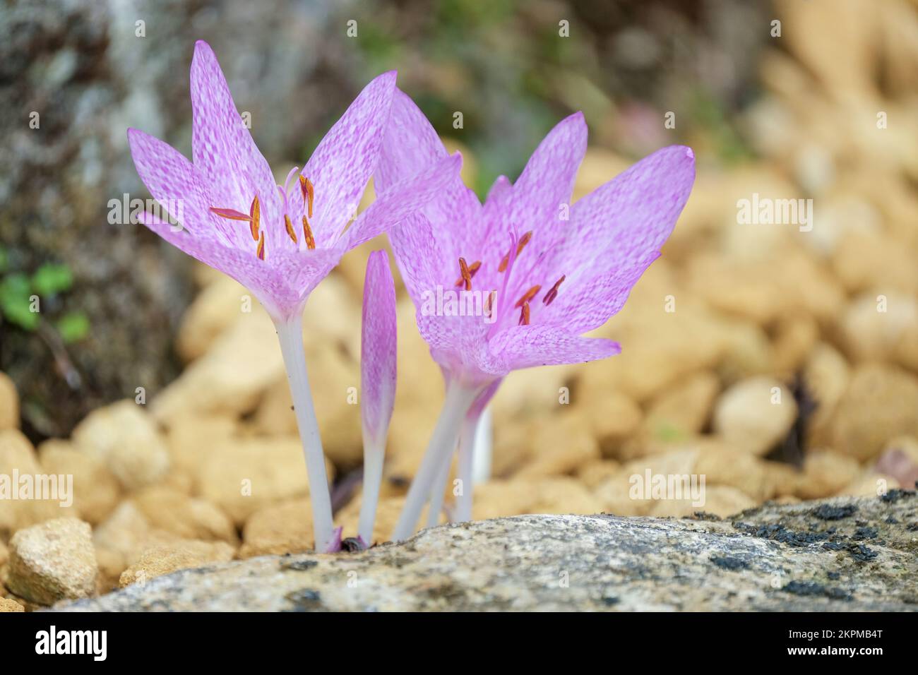 Colchicum x agrippinum, croco autunnale, perenne, rosa brillante, leggermente chiazzato, fiore a forma di crocus Foto Stock