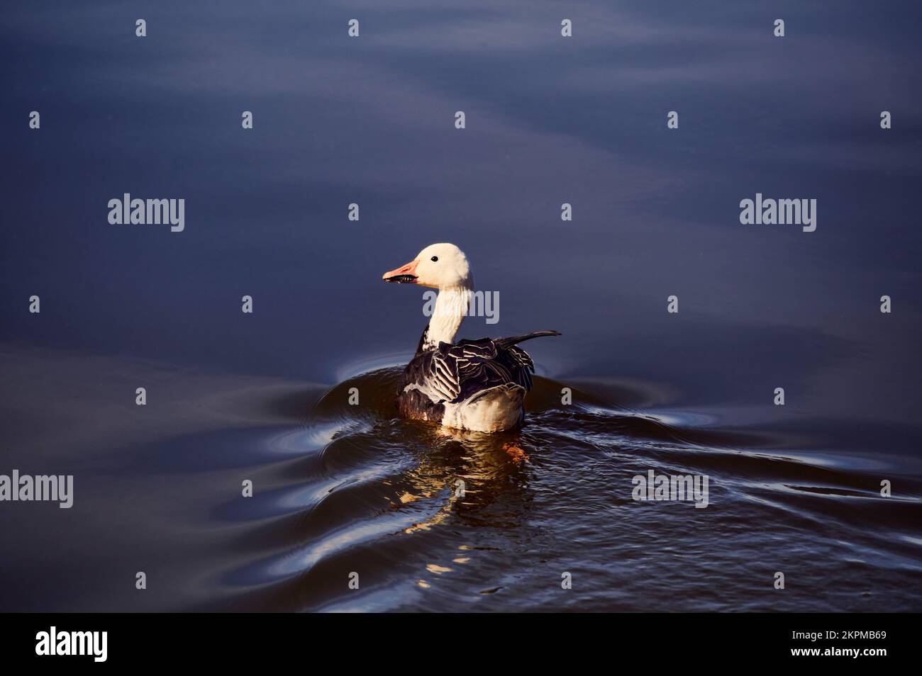 Una Blue Morph Snow Goose, nuota sulla riva del lago Bluff nel Mississippi. Il colore scuro del corpo è controllato da un solo gene. Foto Stock