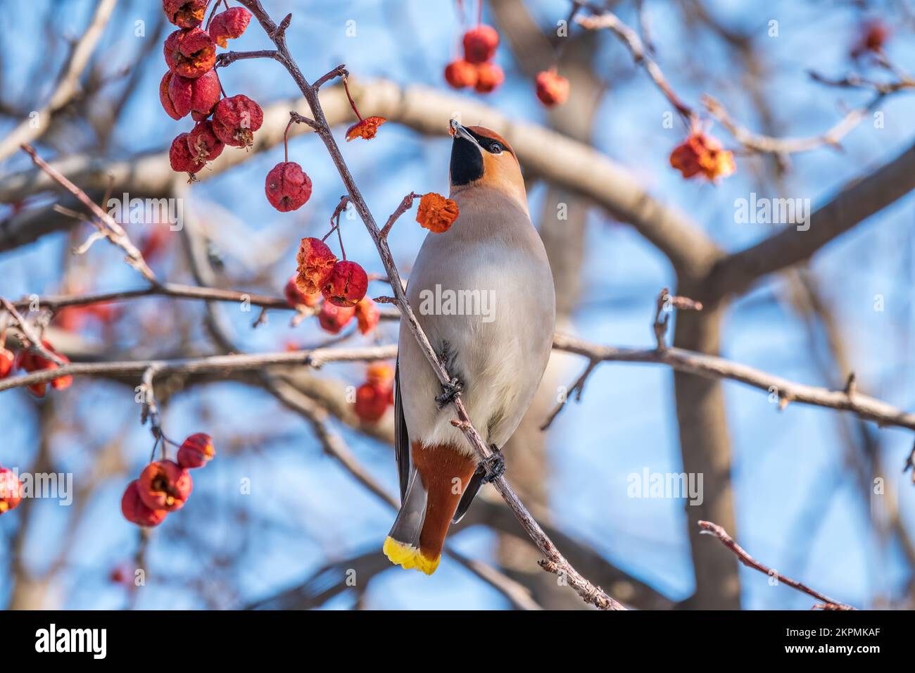 waxwing bohémien seduto su un albero di mele selvatico in inverno o in primavera. Il waxwing, un bellissimo uccello tufted mangia mele rosse selvatiche in inverno. Selvaggio Foto Stock