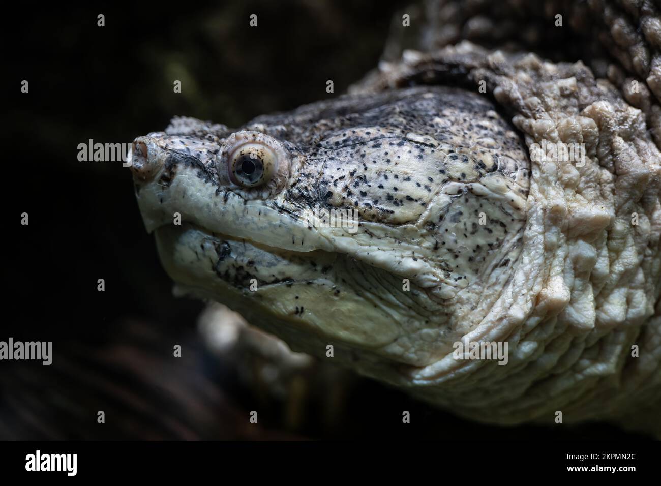 La testa comune tartaruga scattante (Chelydra serpentina), ritratto subacqueo di grande tartaruga d'acqua dolce nella famiglia Chelydridae, regione nativa: Nord Foto Stock