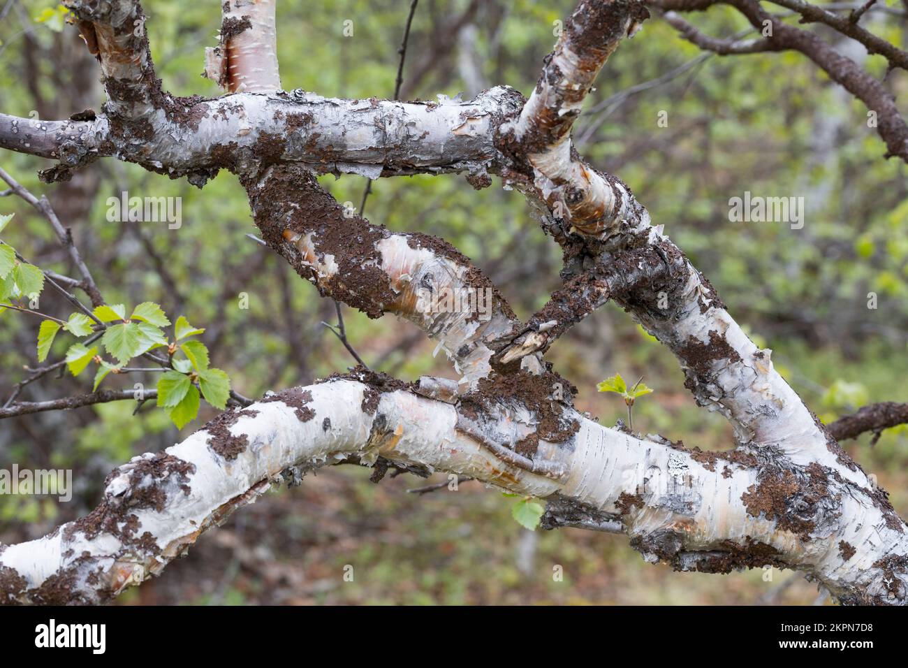 Moor-Birke, Moorbirke, Haar-Birke, Besen-Birke, Behaarte Birke, Rinde, Birke, Stamm, Betula pubescens, Betula alba, betulla, betulla, betulla, abete bianco Foto Stock